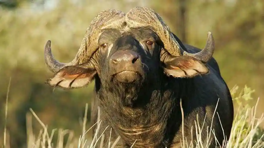 又一头公牛惨被非洲二哥掏肛悲惨的食草动物们啊