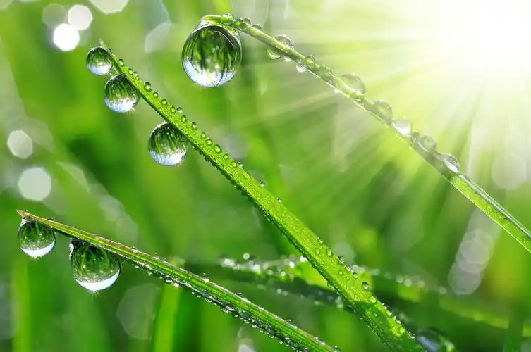 鲜草露水滴落近处传统二十四节气24节气谷雨传统二十四节气24节气雨水