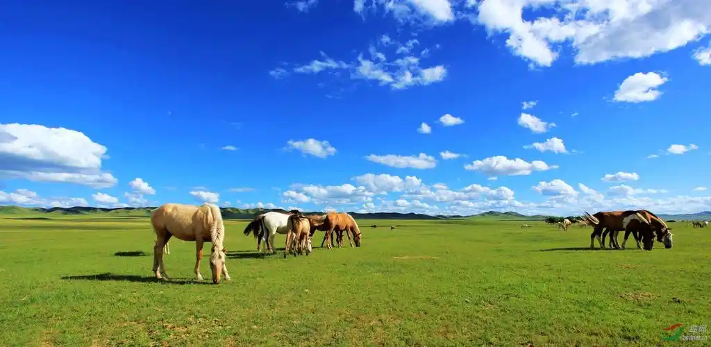草原蒙古马