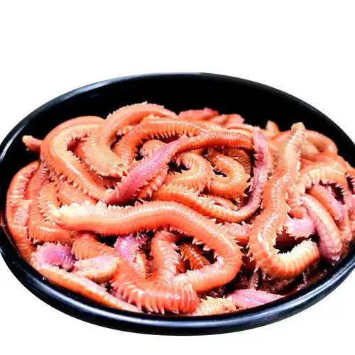 活沙蚕 红青虫鲈鱼饵 海蚂蝗海蜈蚣海钓鱼饵料海沙蚕活饵顺丰 红沙蚕