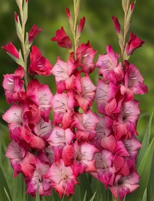 买几个鳞茎就能种好剑兰,种院子里或养花盆都没问题