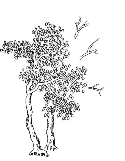 风景速写#树叶种类画法步骤