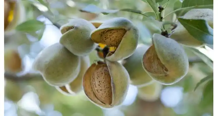 巴旦木是什么果实