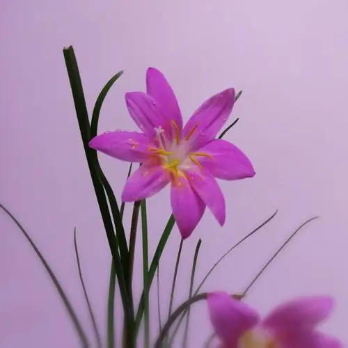 我家韭兰花开三度