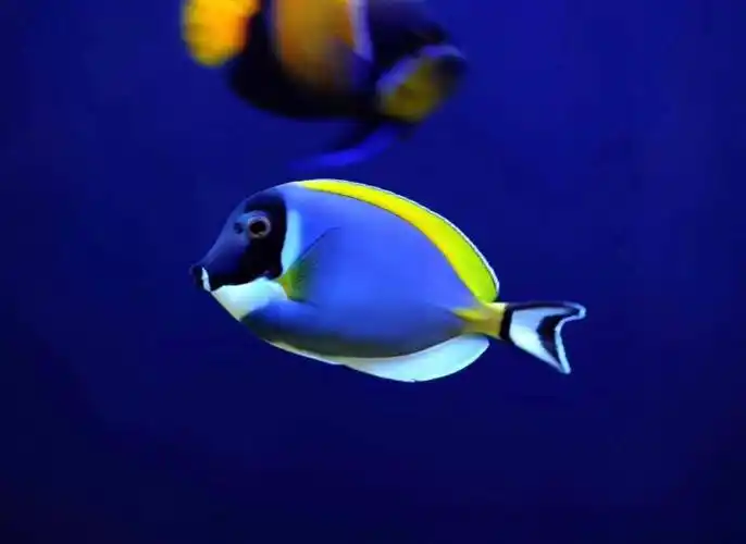 [鱼友交流] 海缸仔仔