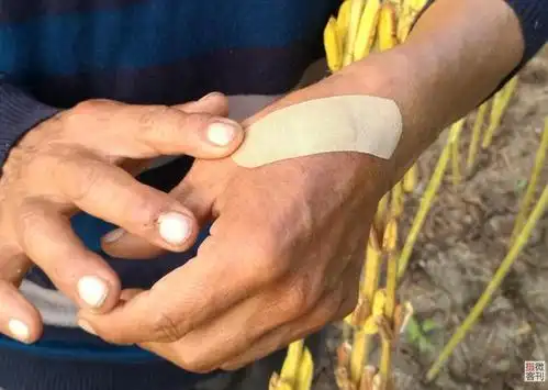 驻马店芝麻遇丰收亩产可达200斤农民日下镰刀万次