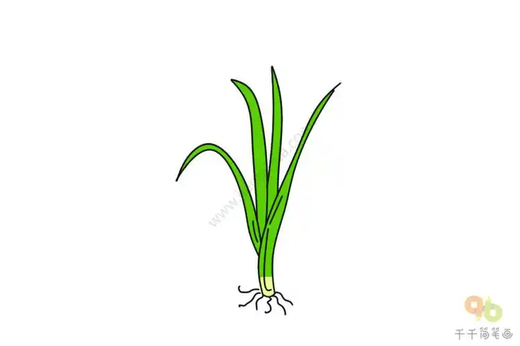 小葱简笔画图片轻松学