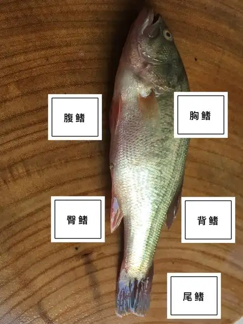 鲈鱼解剖记