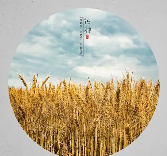 芒种节气是什么意思