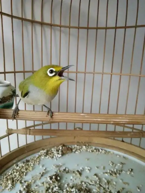 绣眼鸟,自做的踏笼踏的