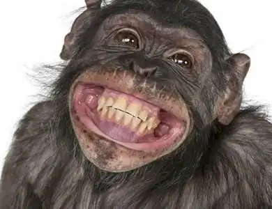 which animals have you ever seen smile?