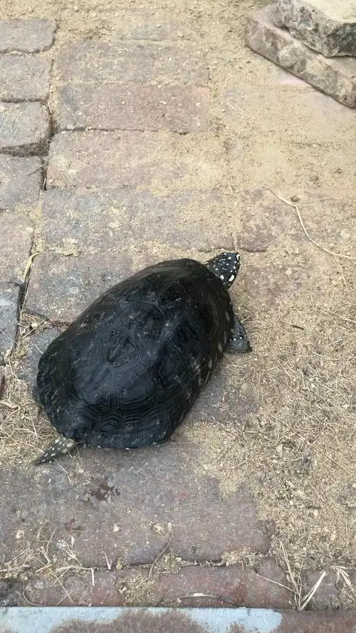 这是一只斑点池龟#2020春运