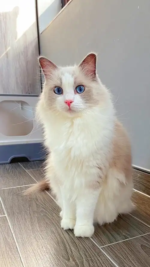 家庭繁育纯种布偶猫幼猫找新家