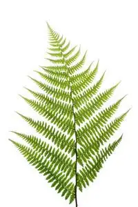 白色蕨类植物的叶子照片