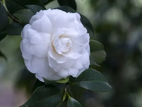 又到白雪塔盛花时