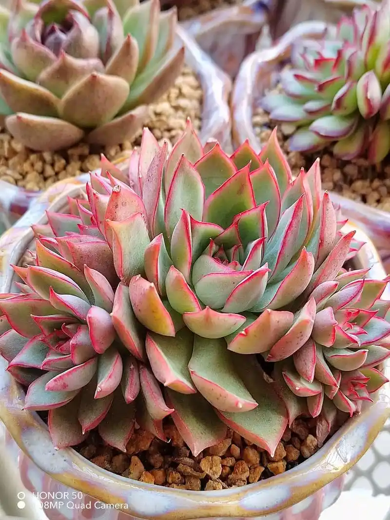 多肉 .宝莲灯.今天冬至,祝大家冬至安康.#爱生活爱养花  - 抖音