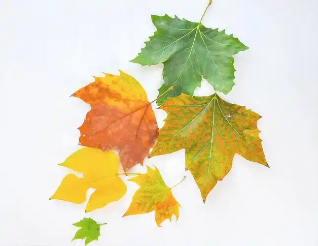 梧桐树叶像手掌中手掌是指什么?这里是用来比喻梧桐叶的什么?