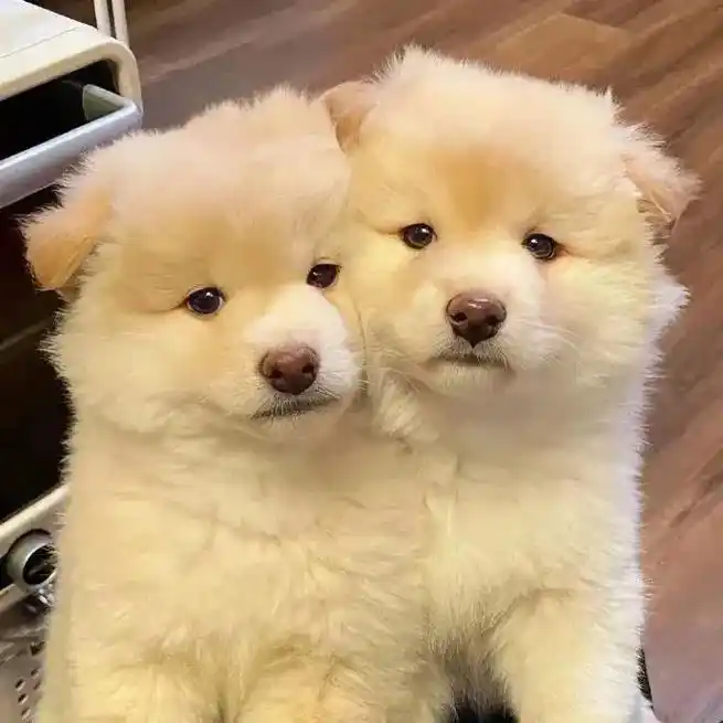 可爱情头来啦 #狗狗 #猫咪 #情侣头像 - 抖音