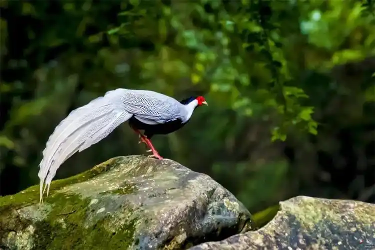 经林业部门鉴定,邓某非法猎捕的7只野生"山鸡"为白鹇,系国家二级保护