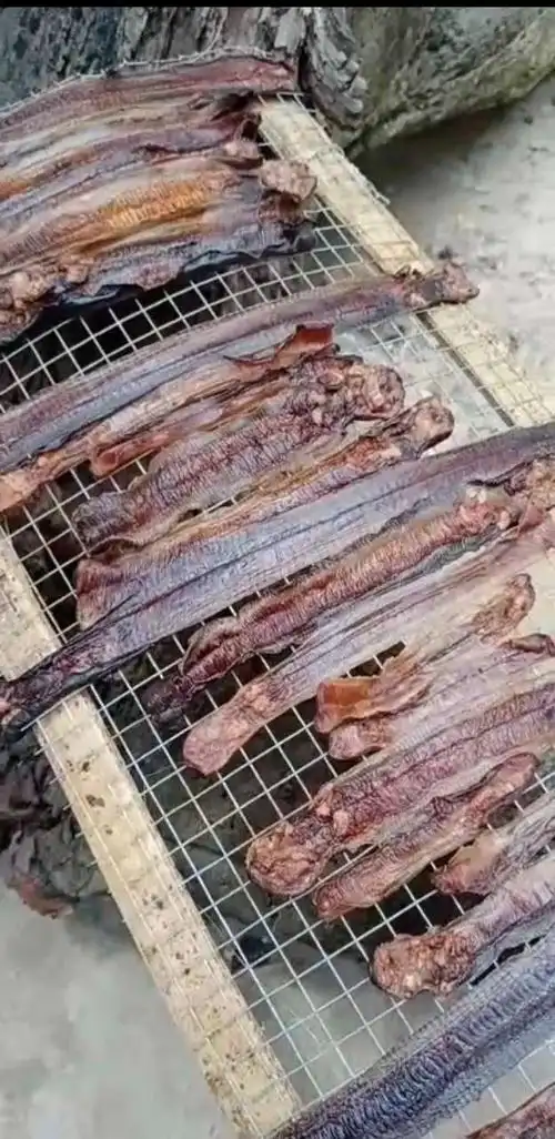 长期收购活蚯蚓