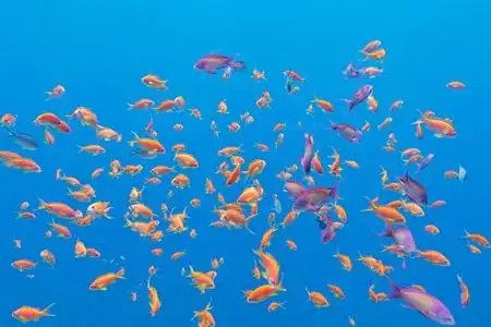 浅滩鱼异国情调的浅滩鱼小鱼群在热带海,水下照片