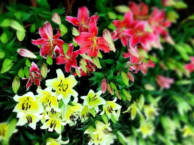 百合花象征友谊和感情.