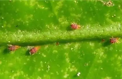 成螨:柑橘全爪螨 雄成螨体长0.33毫米,后端略尖,呈楔形.卵:直径0.