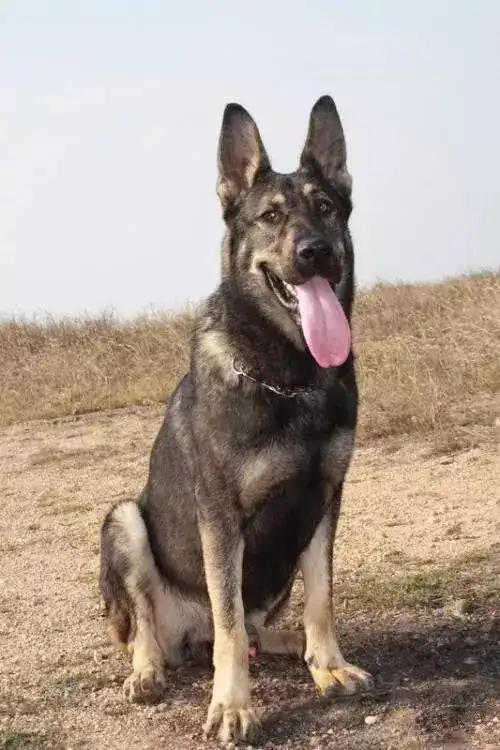 昆明犬,如今已经成为中国警犬界中坚力量,是世界上少数拥有知识产权的