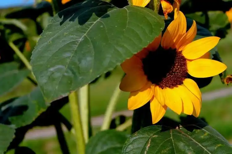 太阳花,叶子,光,阴影,夏季,公园,牧场