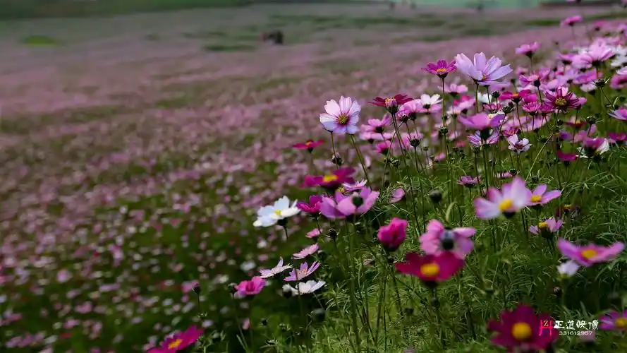 高原格桑花冬季在资中银山开放
