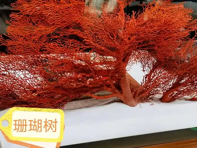 红珊瑚树.