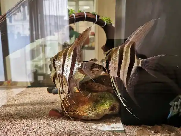 野生埃及神仙鱼