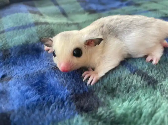 单胎墨耳白金妹妹蜜袋鼯