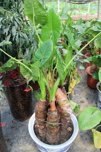 滴水观音(海芋)