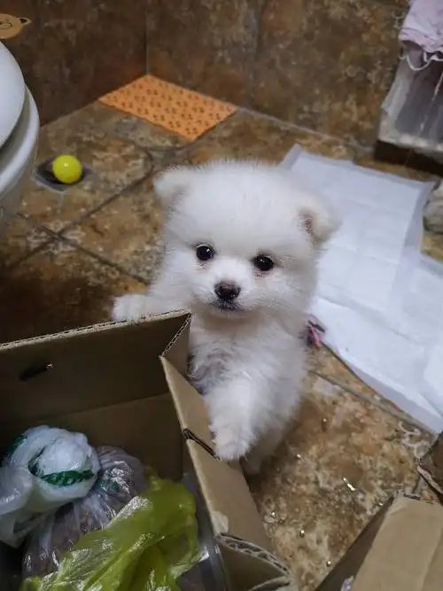 小博美两个月大,总在挠自己身上还有这种黄色的痂是怎么回事?