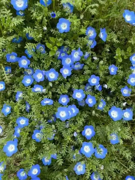 每日识花 07阿拉伯婆婆纳花语:健康 别名波斯婆婆纳, - 抖音