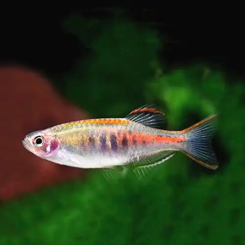 观赏鱼活体红黄蓝绿紫桔斑马鱼热带淡水鱼耐寒小型鱼草缸群游灯鱼