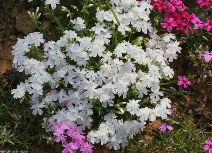 芝樱现货供应 丛生福禄考 芝樱采购价格 多年生矮小草本