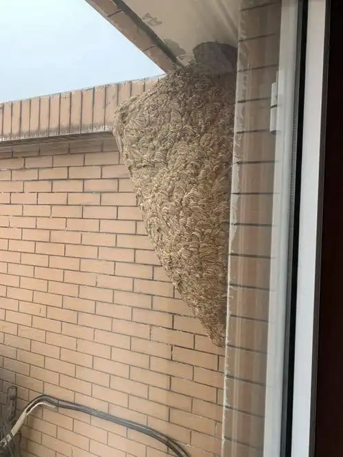 除马蜂窝我们是专业的——消防员除马蜂窝记