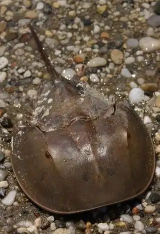 tri-spine horseshoe crab