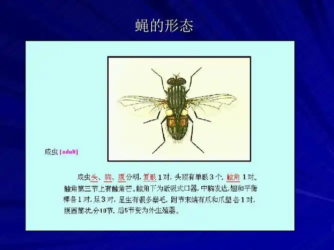 [寄生虫学]蝇ppt