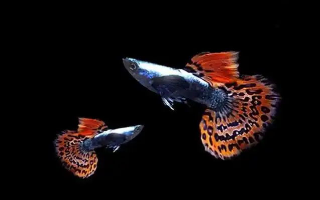 一,马赛克系马赛克系是孔雀鱼最著名的品系,"马赛克"的原意是"镶嵌的