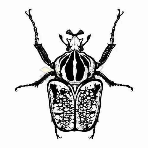 一只甲虫昆虫黑白插画png图片免抠矢量素材