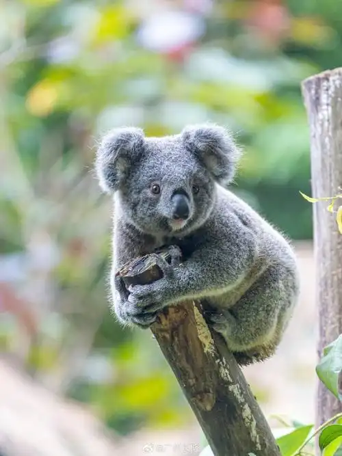 听说5月18号李振宁超话要来#长隆水上乐园##长隆野生动物世界#萌宝天