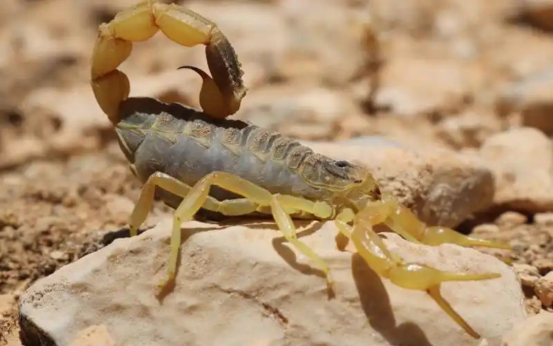 【转载】在以色列negev沙漠发现希伯来滑尾蝎(leiurus hebraeus)