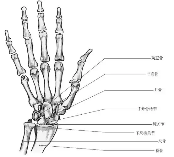 腕关节桡腕关节菲尔德解剖与触诊