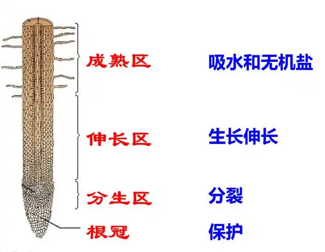 显微镜下植物根尖的纵切图