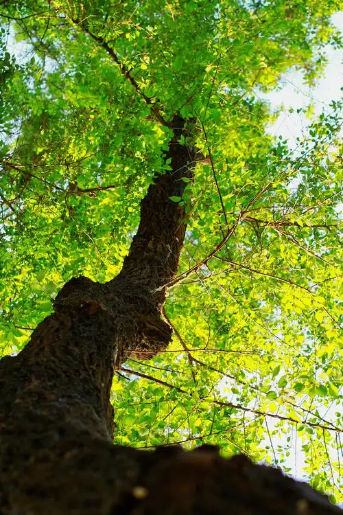 忘不了这片老榆树