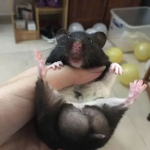 我的仓鼠是奶牛熊前几天还好好的从昨天开始突然不爱动了浑身没劲肚子