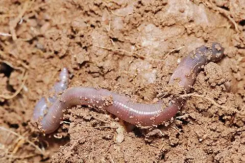 viscid sac – earthworm
